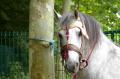  Le Maroc fete son Moussem a Evry-Bondoufle  - Les chevaux marocains Les Chevaux Marocains 094